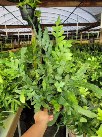 6'' Blue Star Fern