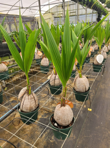 6'' Coconut Palm