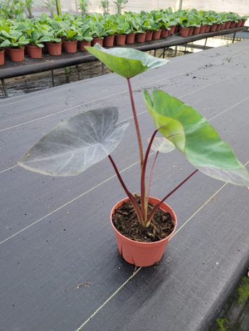 6'' Colocasia Black Ripple