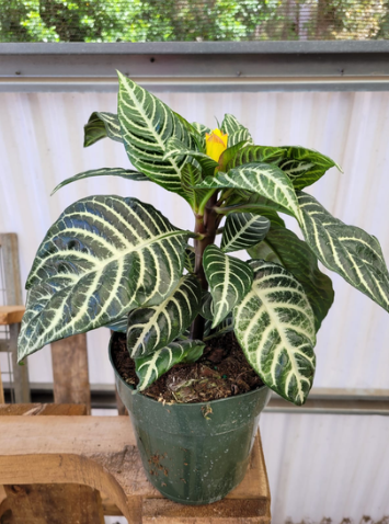 6'' Diana ''Zebra'' Plant