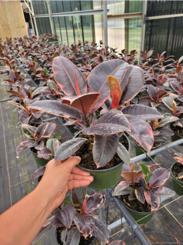 6'' Ficus Ruby