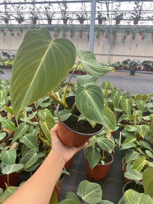 6'' Philodendron Glorious