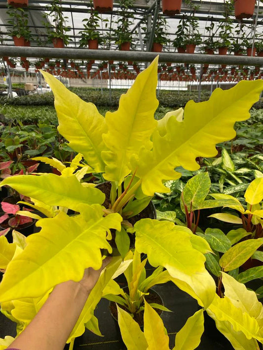 6'' Philodendron Golden Crocodile