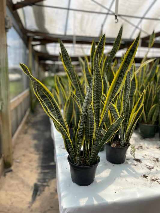 6'' Sansevieria Laurentii