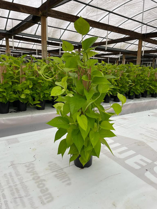 6'' Neon Pothos Pole