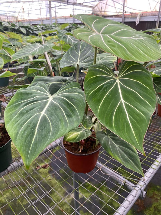 6'' Philodendron Gloriousom