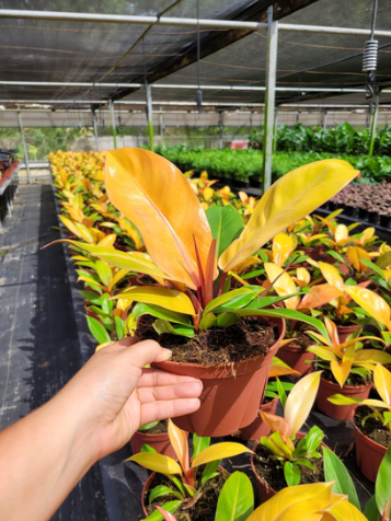 6'' Philodendron Prince of Orange