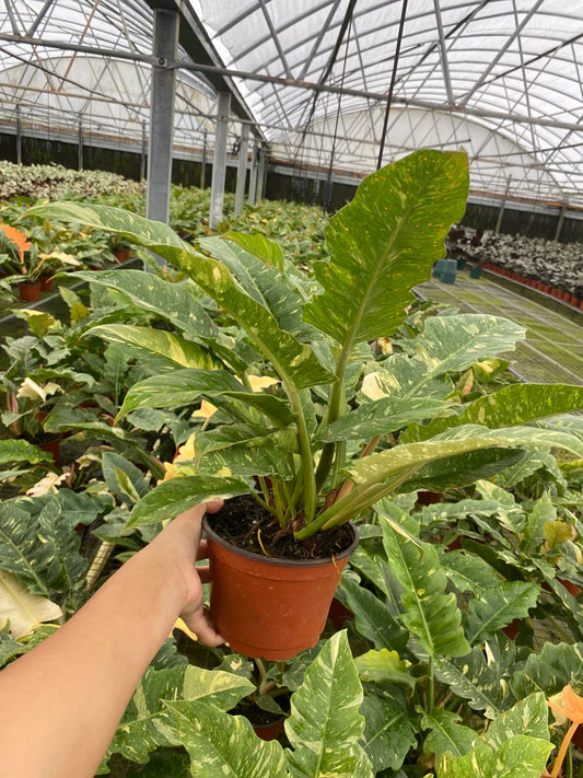 6'' Philodendron Ring of Fire
