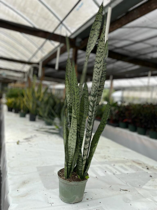 6'' Sansevieria Zeylonica