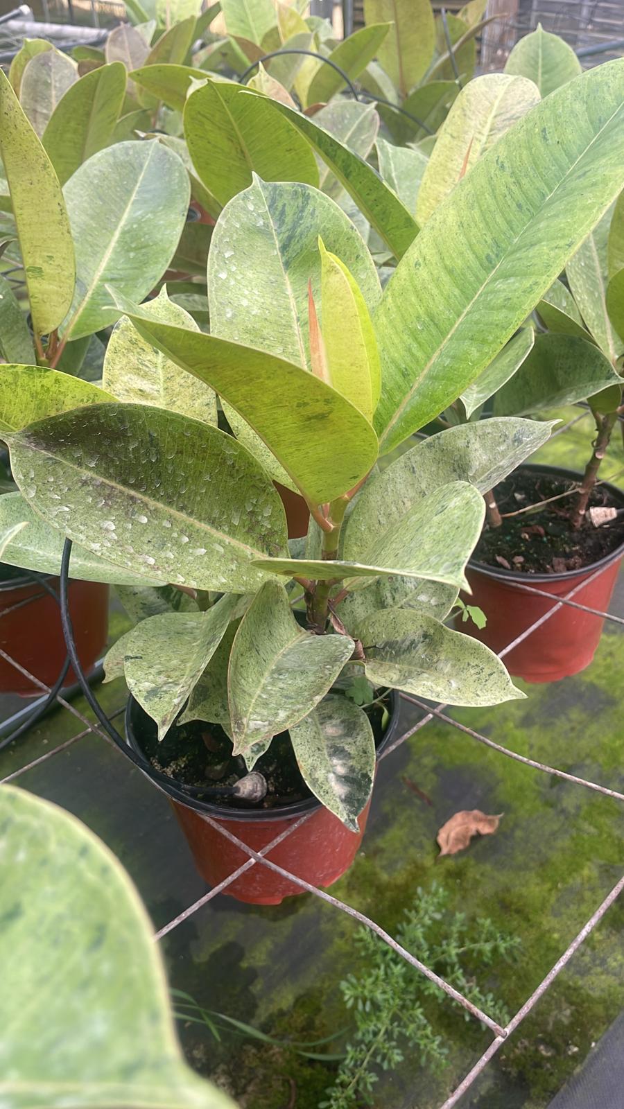 6'' Ficus Sheveria