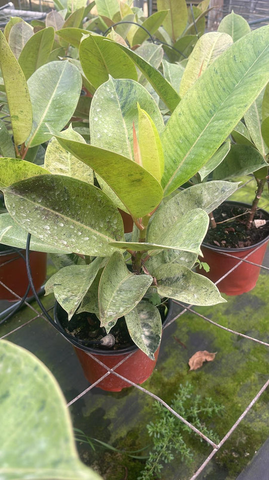 6'' Ficus Sheveria