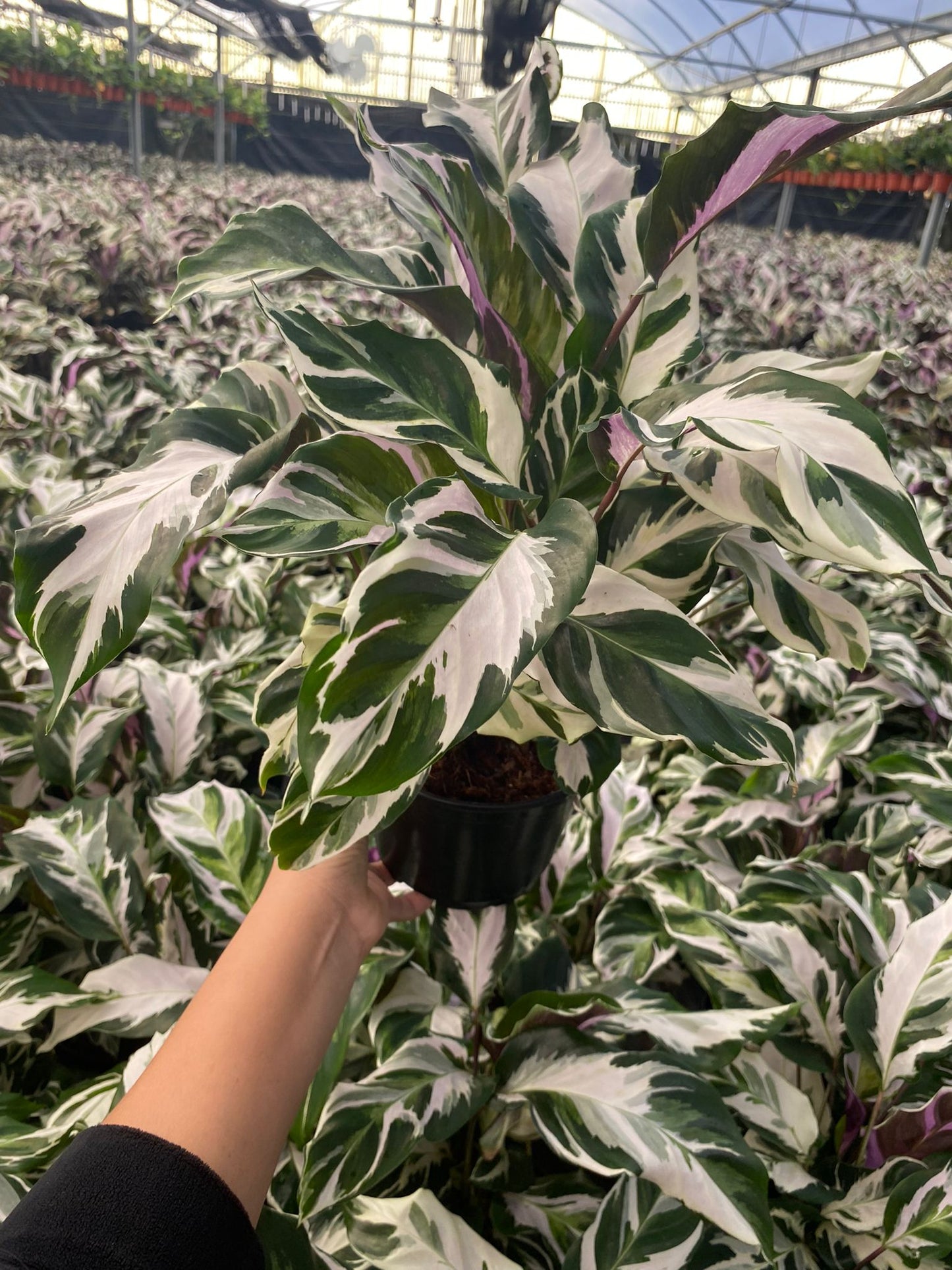 6" Calathea Stella