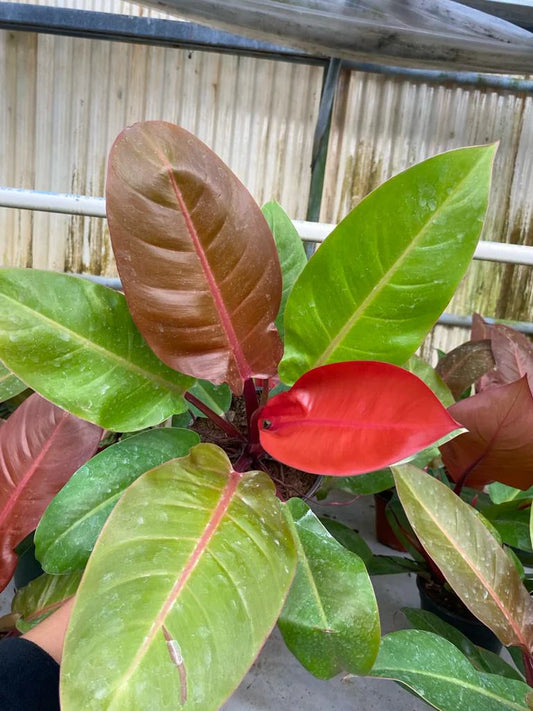 6'' Philodendron Sun Red