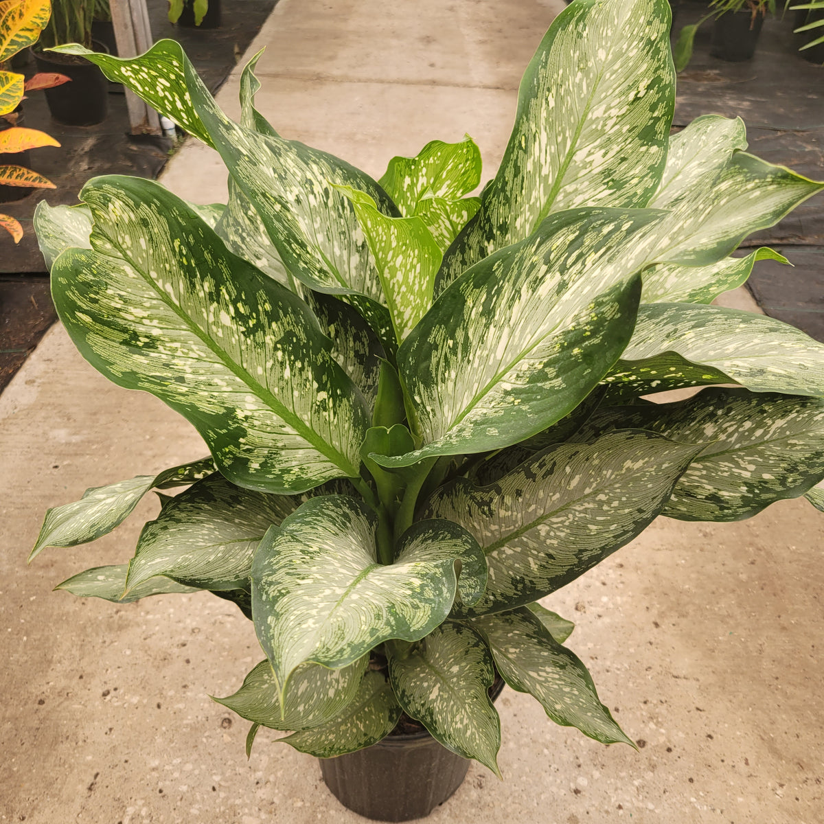 8" Dieffenbachia Tiki