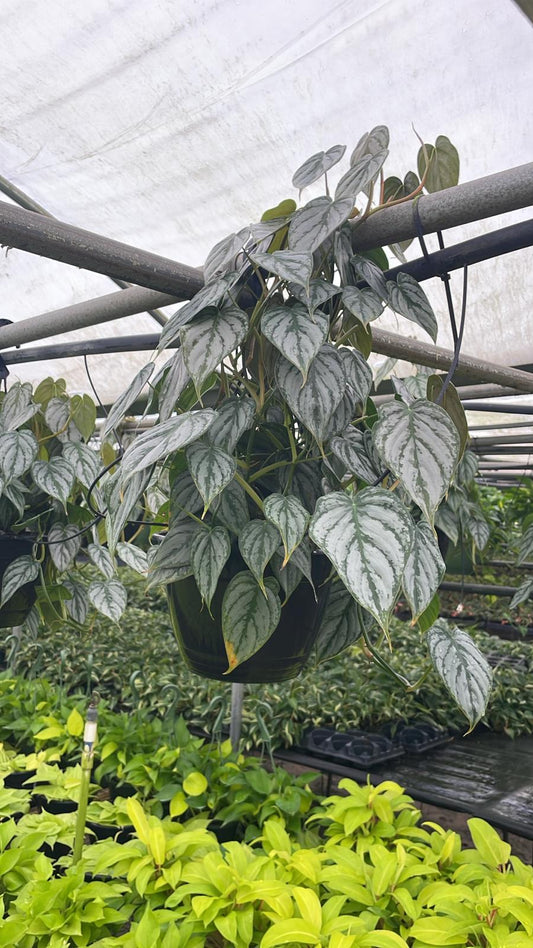 8'' Philodendron Brandi HB
