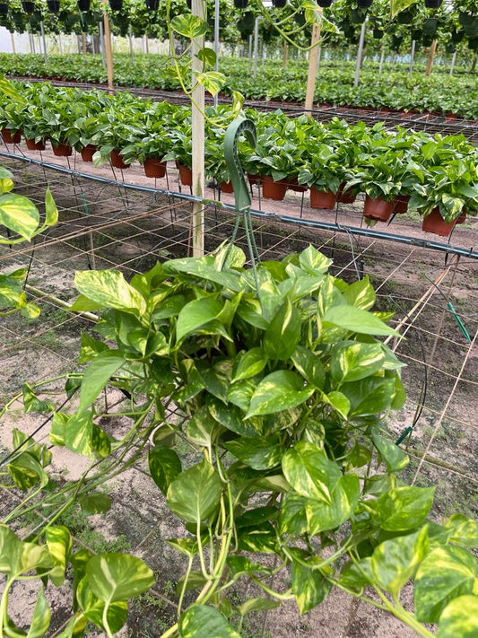 8'' Pothos Golden HB