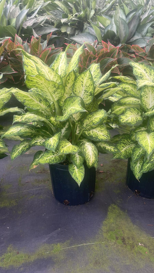 8'' Dieffenbachia Aimee