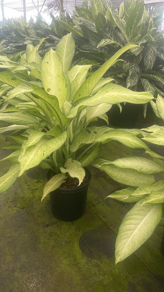 8'' Dieffenbachia Camouflage