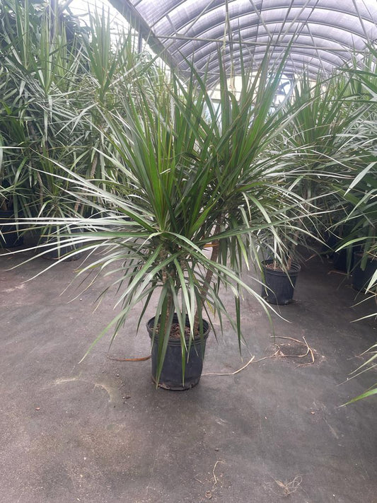 8'' Marginata Cane