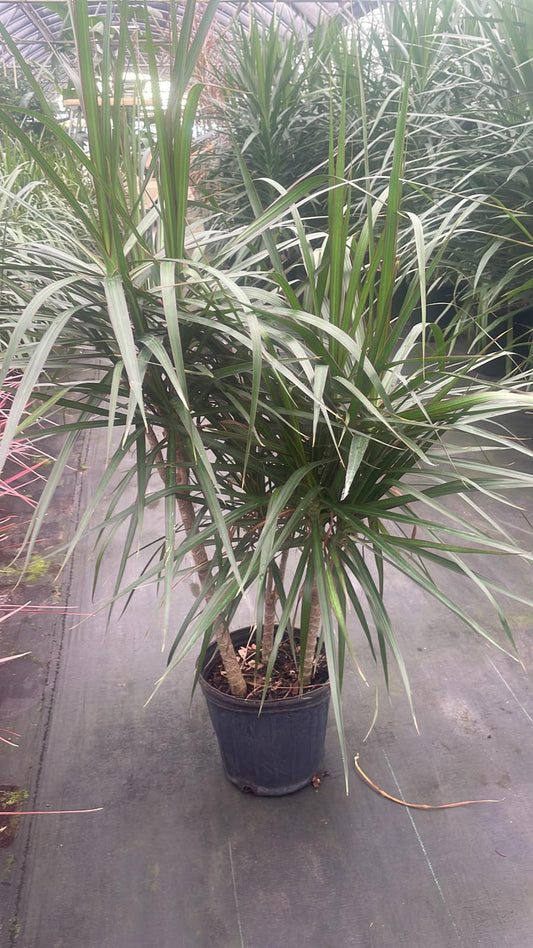 8'' Marginata Cutback Staggered Cane