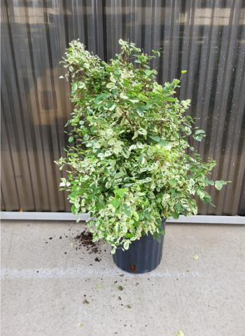 8'' Snow Bush