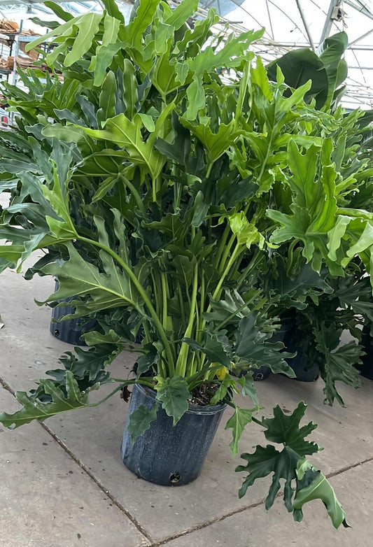 10" Selloum