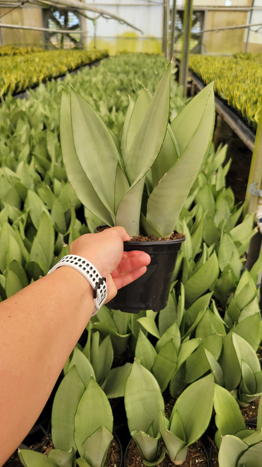6" Sansevieria Moonshine