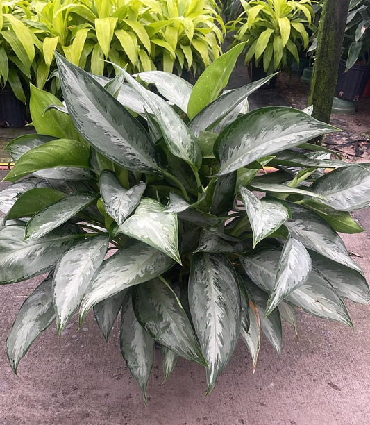 10" Aglaonema Silverado