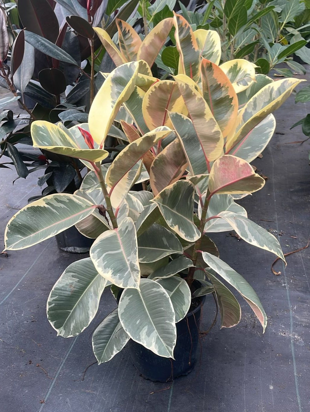 10"  Ficus Tineke Bush