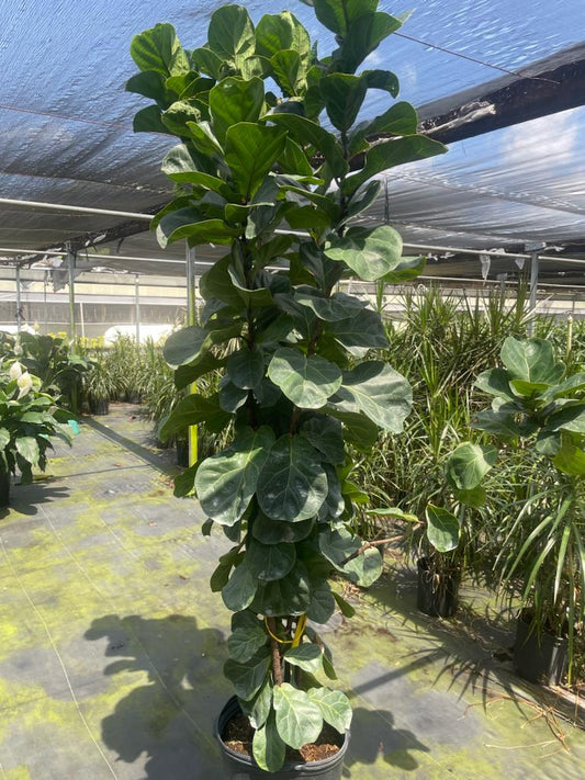 14" Lyrata Little Fiddle Bush
