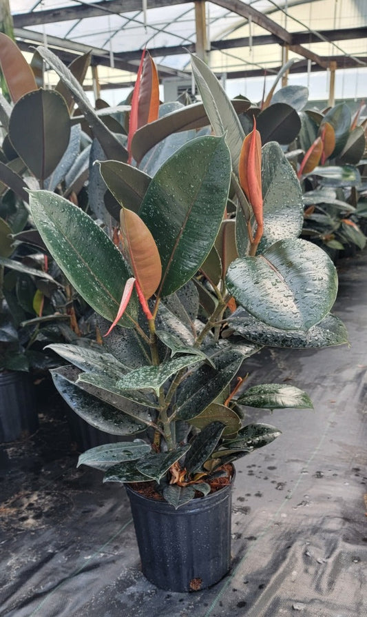 8" Ficus Burgundy
