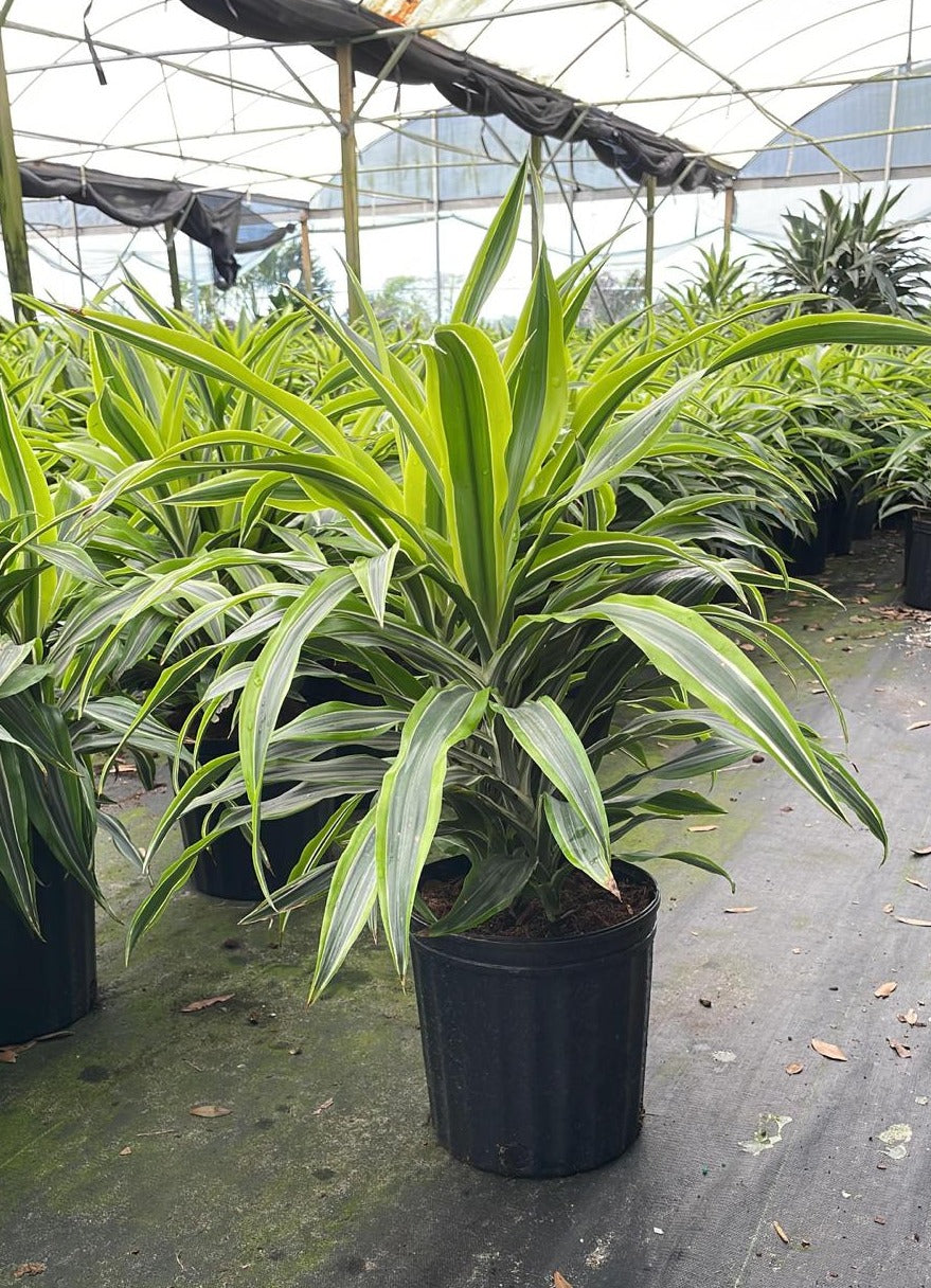 8" Warneckii Lemon Lime Bush