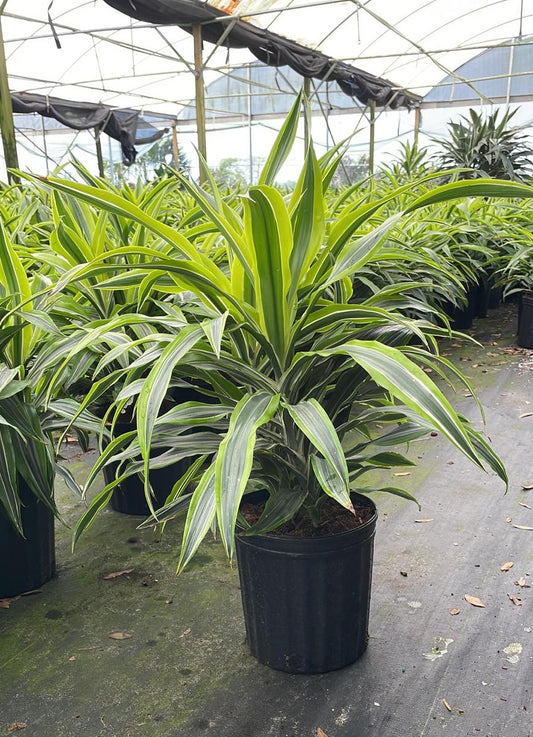 8" Warneckii Lemon Lime Bush