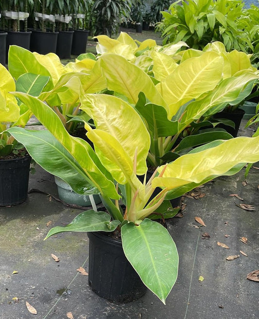 8" Philodendron Moonlight