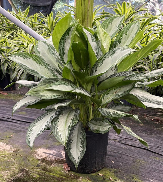 10" Aglaonema Silver Bay