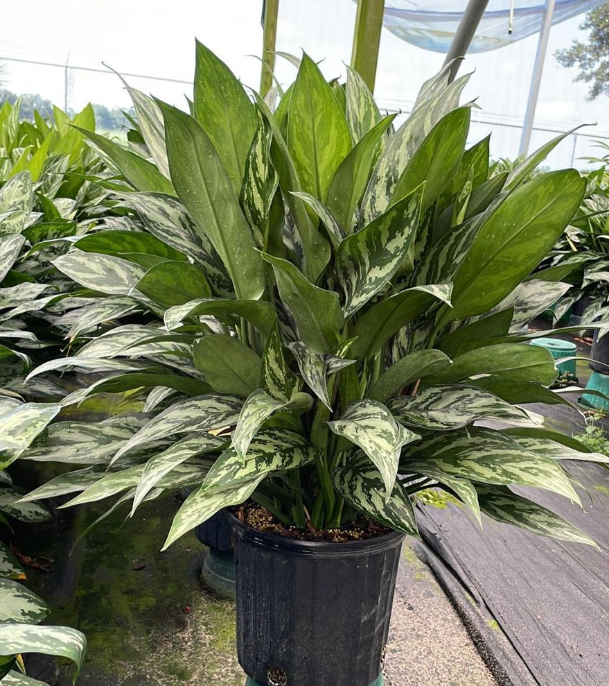 10" Aglaonema Maria