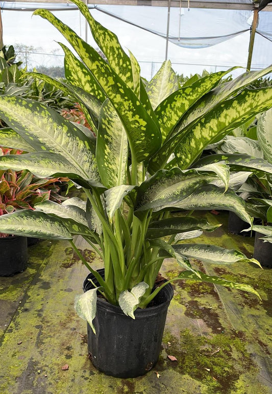 10" Dieffenbachia Panther