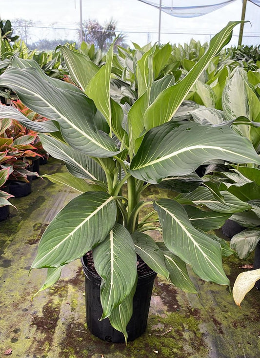 8" Dieffenbachia Sterling