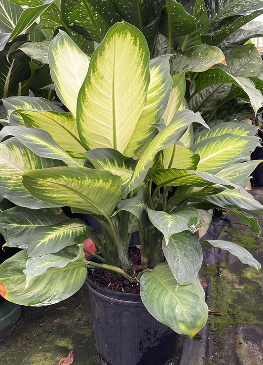 10" Dieffenbachia Marianne