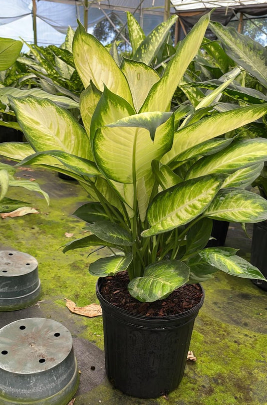 8" Dieffenbachia Marianne