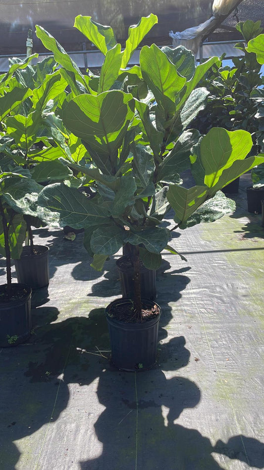 8" Lyrata Standard