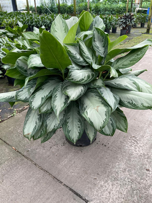 14'' Aglaonema Silver Bay