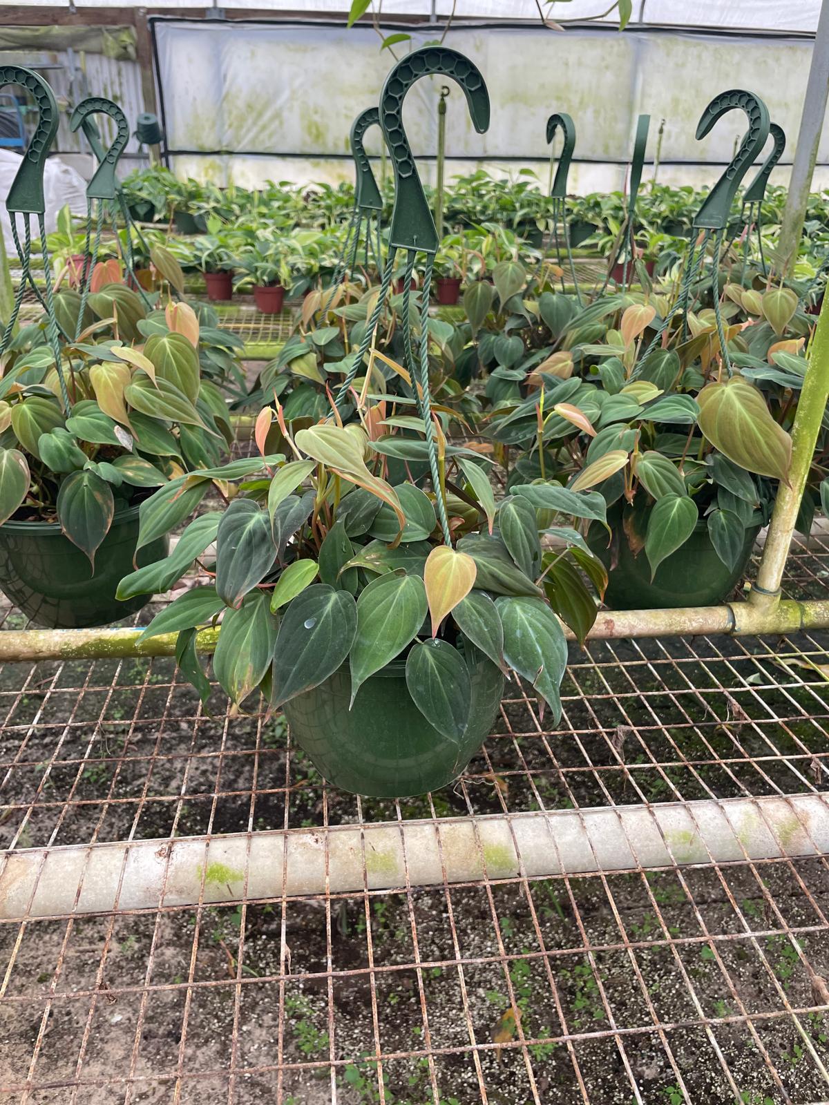 8'' Philodendron Mican HB