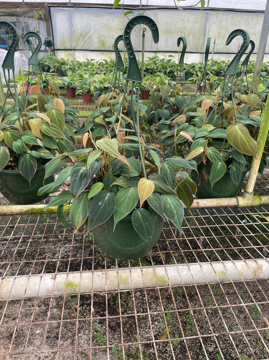 8'' Philodendron Mican HB