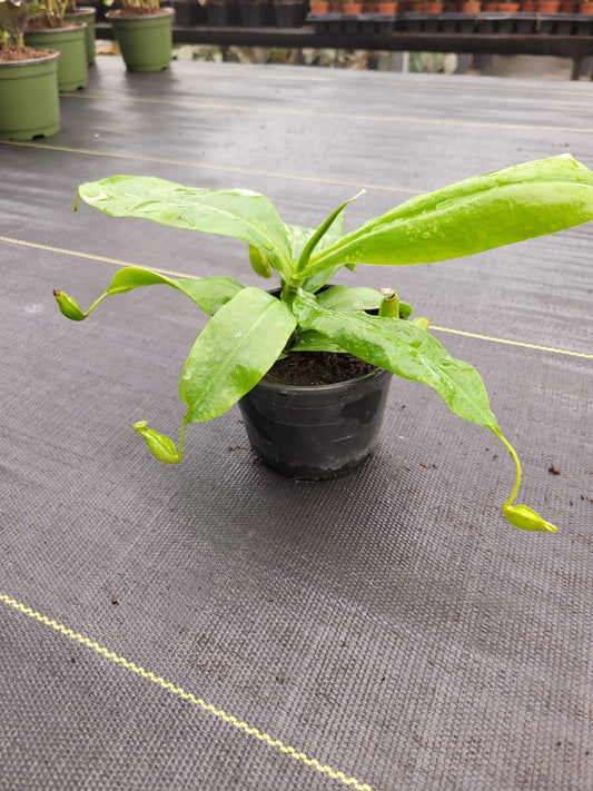4'' Nepenthes Gaya