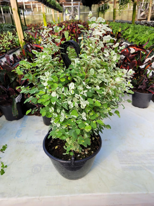 8'' Snow Bush HB
