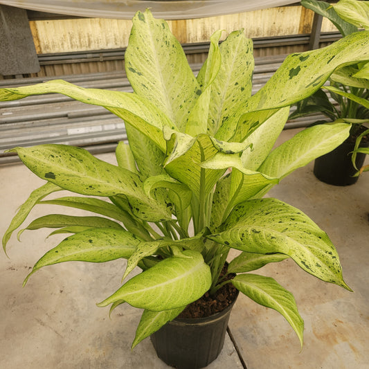 10" Dieffenbachia Camoflage