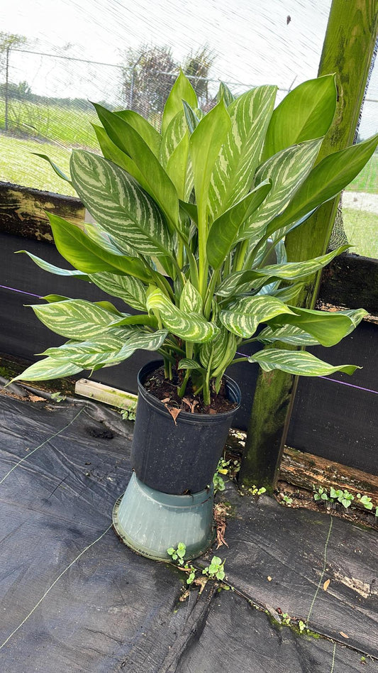 10'' Aglaonema Stripes