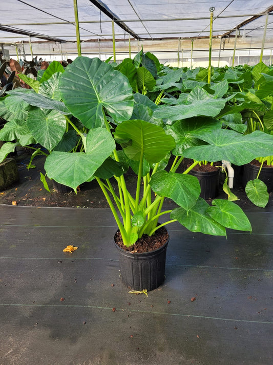 10'' Alocasia Calidora