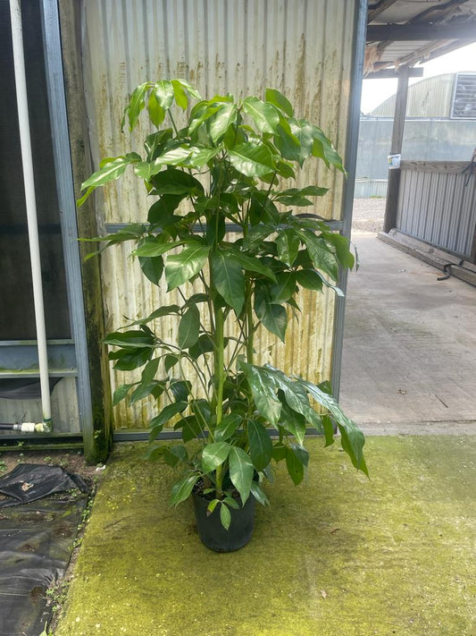 10'' Schefflera Amate